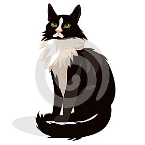 Maine coon cat black and white breed.big domestic cat. main cun. vector illustration