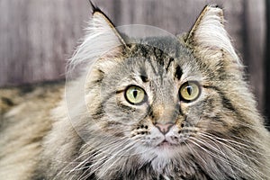 Maine coon cat