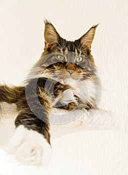 Maine Coon Cat Boy laying with Leg stretched forward