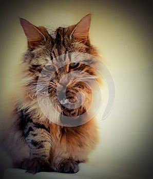 Maine coon cat with bubbles on head and paw