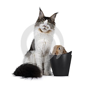 Maine Coon cat and bunny on white background