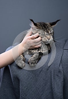 maine coon cat cat getting stroked