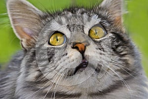 Maine coon cat close-up