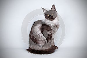 Maine Coon cat on colored backgrounds