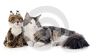 Maine coon cat and cuddly toy
