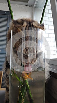 Maine coon cat drinks water from an aquarium with goldfish on kitchen table, selective focus