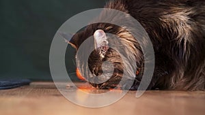 Maine Coon cat eats food from the floor. Close-up portrait of a fluffy domestic cat