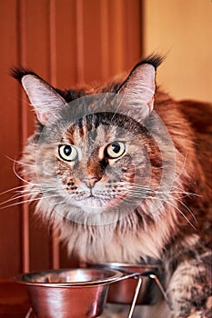 Maine Coon cat eats from a metal bowl. Portrait of a cat at a bowl of food.