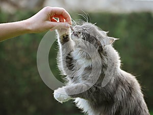 Maine Coon Cat Eats Snack Outside