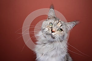 maine coon cat with extremely long whiskers head tilt portrait