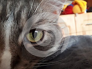 Maine coon cat eyes