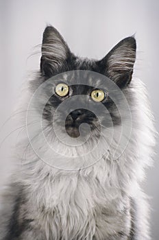 Maine Coon cat face