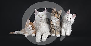 Maine Coon cat family on black background