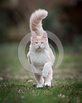 Maine coon cat with fluffy tail running outdoors