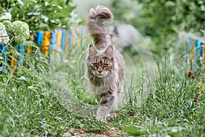 Maine coon cat in garden