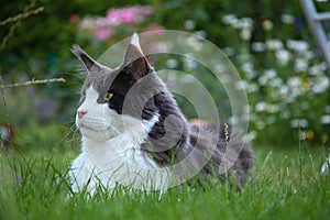 maine coon cat in the garden in summer