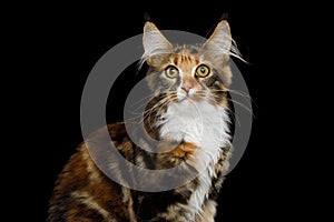 Maine Coon Cat Isolated on Black Background