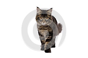 Maine Coon Cat Isolated on White Background