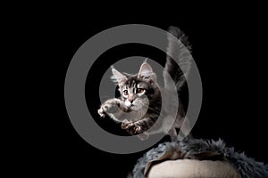 Maine coon cat jumping off scratching post