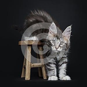 Maine Coon cat / kitten