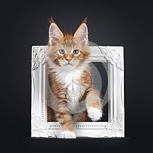 Maine Coon cat kitten on black background