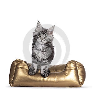 Maine Coon cat kitten in golden basker on white background