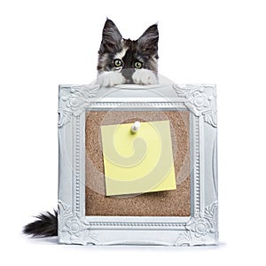 Maine Coon cat kitten holding photo frame