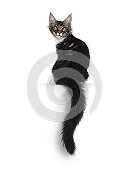 Maine Coon cat kitten on white