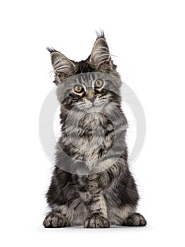 Maine Coon cat kitten on white background