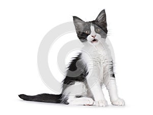 Maine Coon cat kitten on white background