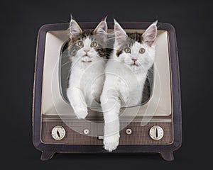 Maine Coon cat kittens on black background