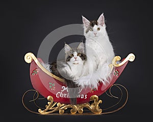 Maine Coon cat kittens on black background