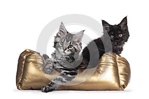 Maine Coon cat kittens in golden basker on white background