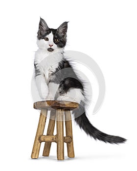 Maine Coon cat kittens on white background