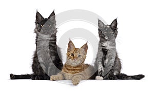 Maine Coon cat kittens on white background