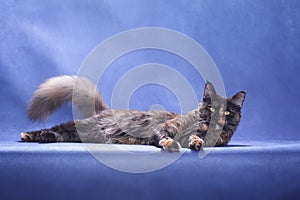 Maine Coon cat lies on blue background and waves its tail