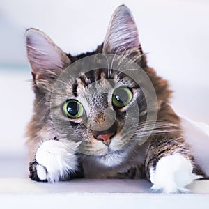 Maine coon cat looking at the camera.