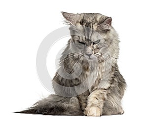 Maine Coon cat looking down isolated on white
