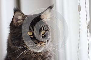 Maine Coon cat looks out the window, pet