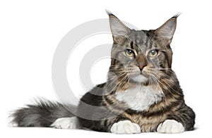 Maine Coon cat, 9 months old photo