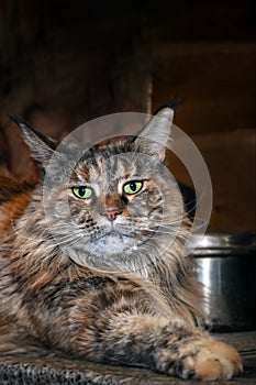 Maine Coon cat in the night kitchen. Portrait of a cat lying on the kitchen countertop