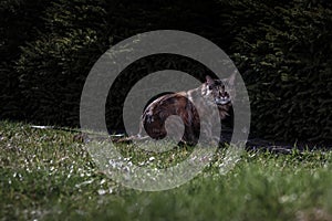 Maine Coon cat. Night portrait of a cat on the grass in the night garden. Moonlight, semi-darkness, dark background