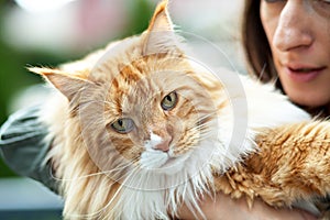 Maine Coon Cat Owner