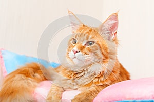 Maine Coon Cat on a pillow