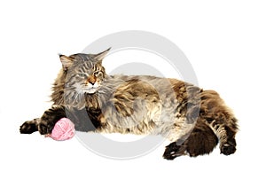 Maine coon cat with pink wool ball