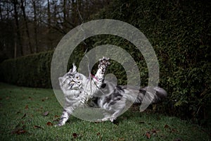 Maine coon cat playing with feather toy in garden