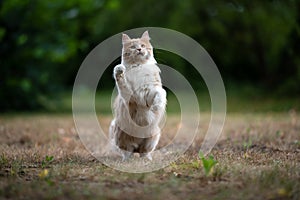 maine coon cat playing outdoors in garden rearing up