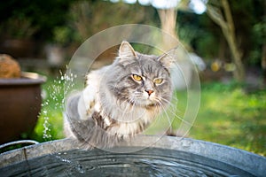 Maine coon cat playing with water in a bucket