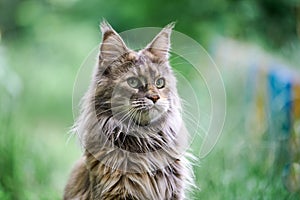 Maine coon cat portrait in garden