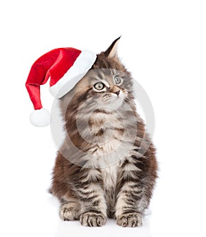 Maine coon cat in red santa hat looking away. isolated on white background